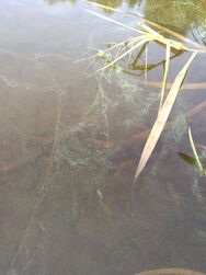 Karhiniemen alue (35.122)/Karhiniemen uimaranta