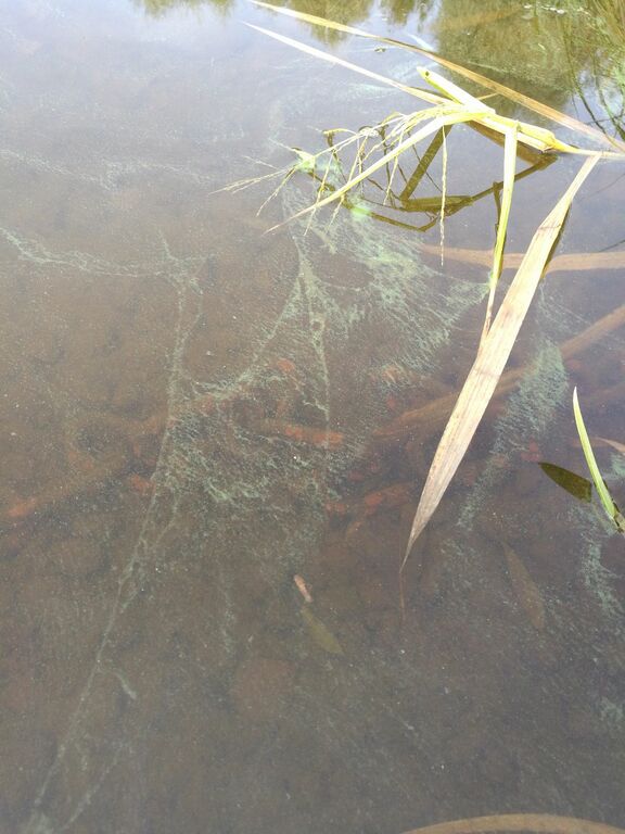 Karhiniemen alue (35.122)-Karhiniemen uimaranta-ObsALG-201609060953-52.jpg