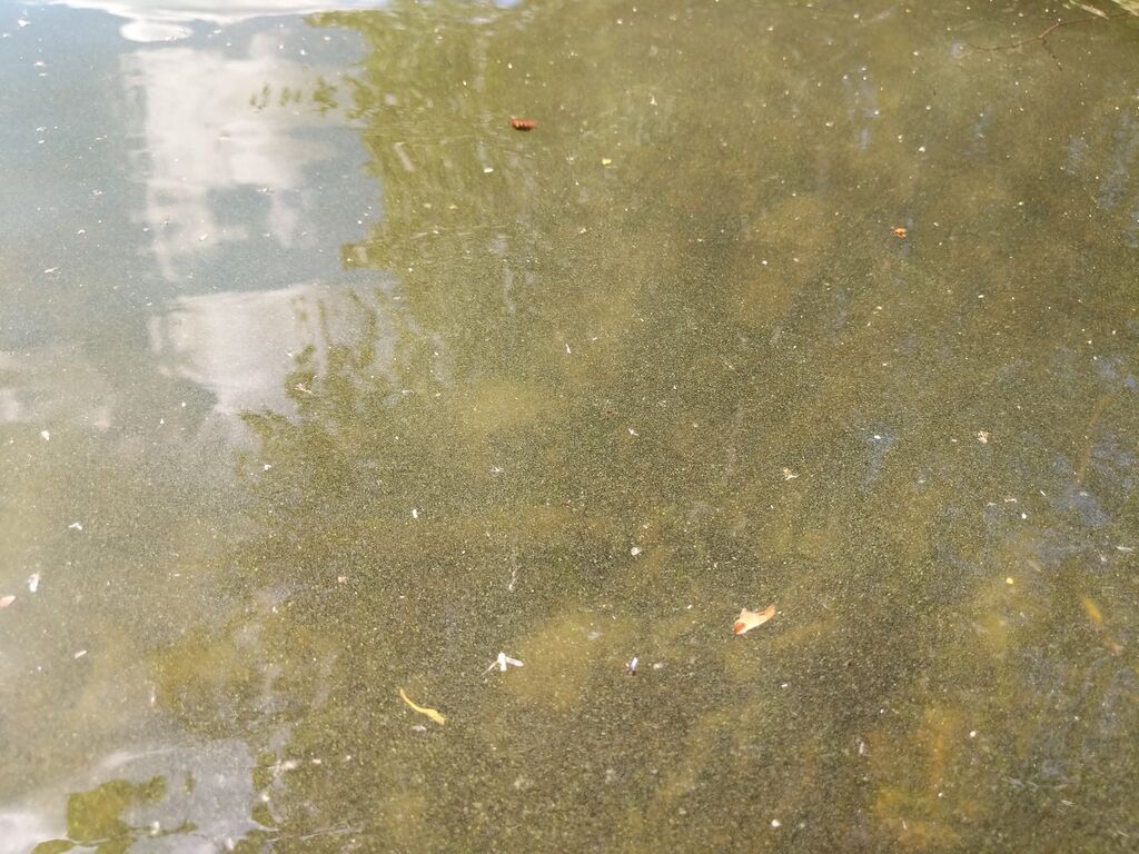 Kivenpuulammi (35.823.1.002)-Olosuhdeseuranta-ObsIMG-201807110900-21.jpg