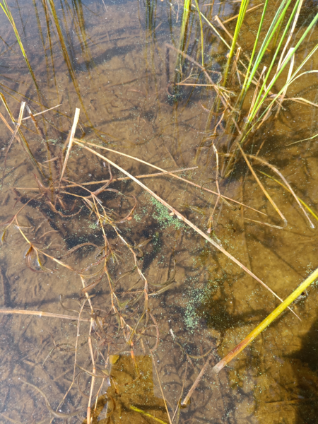 Tiedosto:Pitkäjärvi (04.152.1.002)-Pitkäjärven uimaranta-ObsIMG-202306291140-649d43c8c93db.png