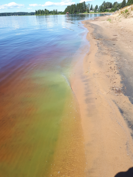 Tiedosto:Sapsojärvet (59.861.1.001)-Hiukan uimaranta-ObsALG-202106251319-60d5ae7667c17.png