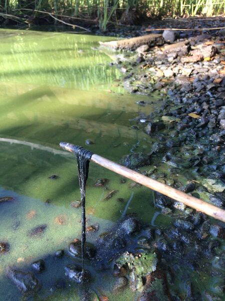 Tiedosto:Vesijärven lähialue (14.241)-Kalkisten kanava päijänne-ObsIMG-201809031632-5.jpeg