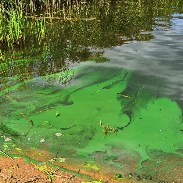 Tiedosto:Gennarbyviken (92.111.1.001)-Björkvik-ObsALG-201908041600-29.jpg