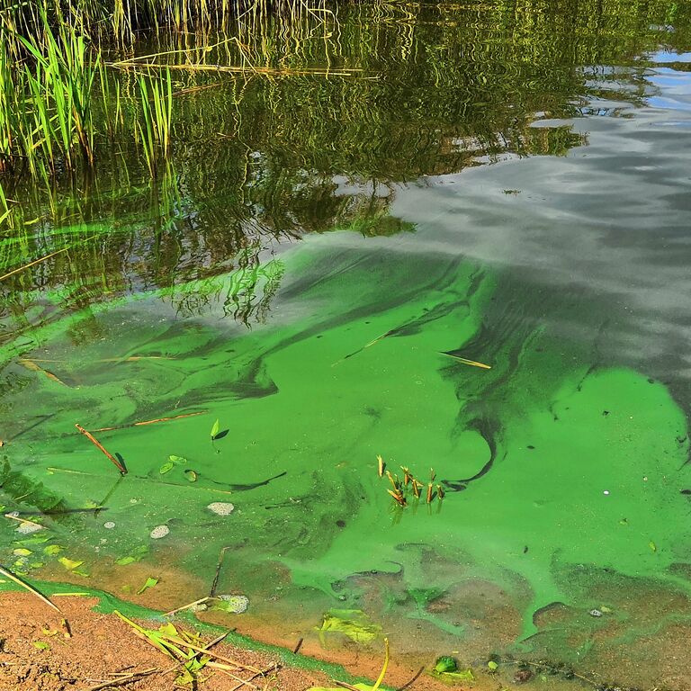 Gennarbyviken (92.111.1.001)-Björkvik-ObsALG-201908041600-29.jpg