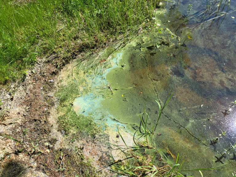 Lummenne (35.784.1.033)-Uitinsalmi-ObsALG-202206241304-62b58cb469fc4.png