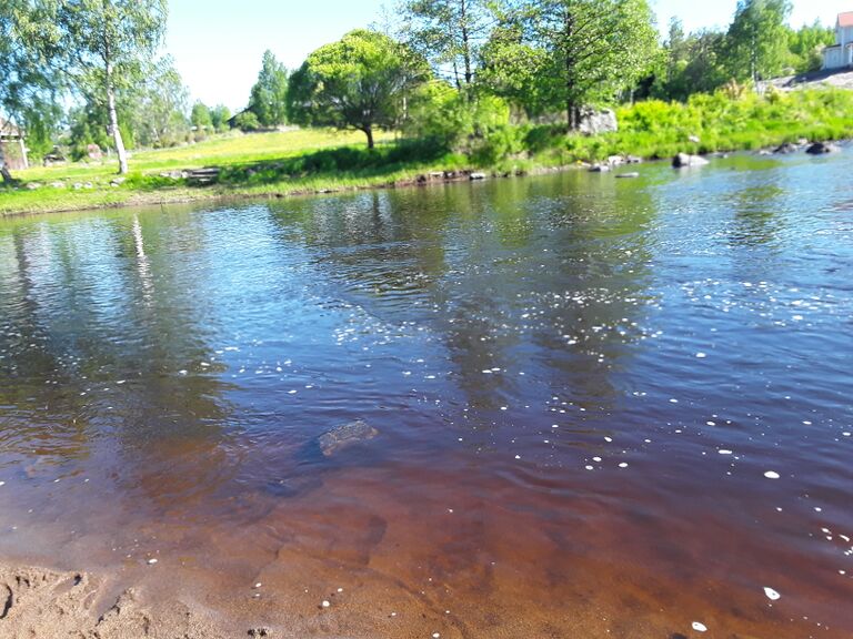 Merikarvianjoen suualue (36.011)-Holmankoski-ObsIMG-201805280951-76.jpg