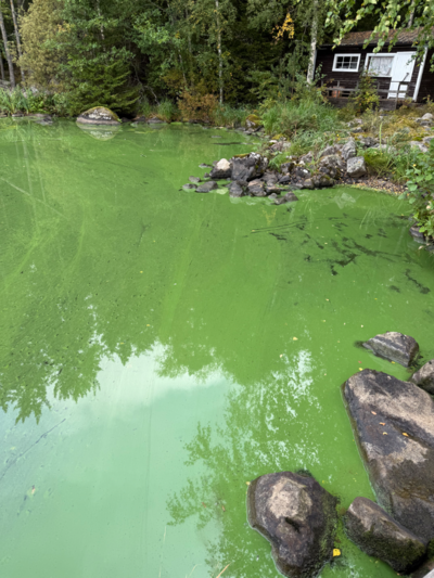 Pyhäjärvi (35.211.1.001)-Havaintopaikka 2-ObsIMG-202509081311-68beac8c8450f.png