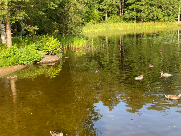 Katumajärvi (35.236.1.001)-OTK-n ranta-ObsALG-202508080800-1754674859003.png