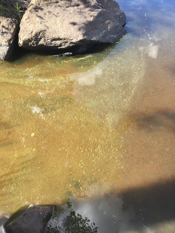 Sääksjärvi (35.152.1.001)-Havaintopaikka 2-ObsIMG-201907241244-88.jpeg