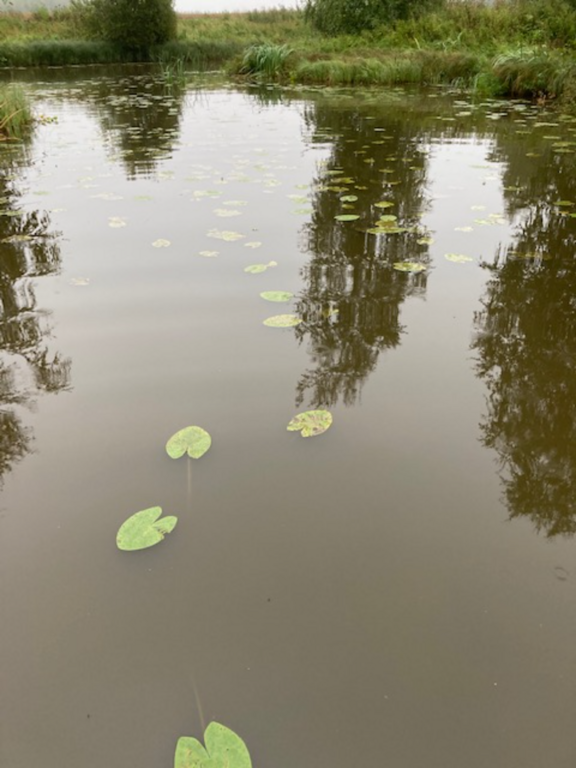 Teuronjoen alaosan alue (35.831)-Rotarien sinileväseuranta (Teuronjoki)-ObsSECCHI-202308300926-64eefe2d744c5.png