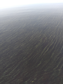 Vuokkijärvi (59.621.1.001)-Havaintopaikka 2-ObsIMG-202107042003-60e1ea447fb2b.png