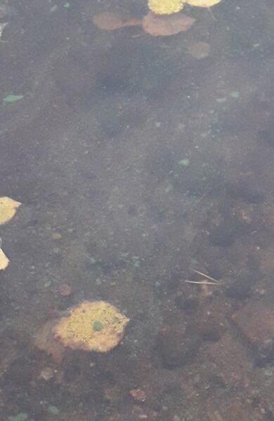 Tiedosto:20200930 Ähtärinsalmi2.jpg