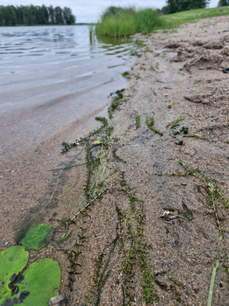 Tiedosto:Kuusamojärvi (74.031.1.001)-Kelanranta-ObsELODEA-202407141619-6693d0f96ddee.png
