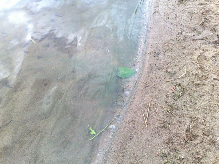 Levää Piispalan rannassa 11.7.2011.jpg