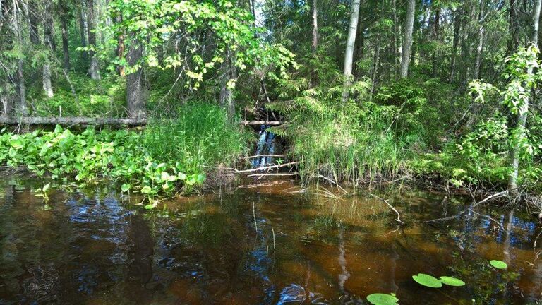 Metsäoja laskee suoraan Välijokeen.jpg