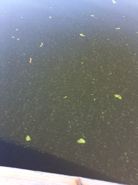 Saimaa (04.112.1.001)-Rotarien sinileväseuranta (Pulkkaselkä, Hietalahti)-ObsIMG-202109271924-6151f089a19ef.png