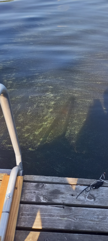 Saimaa (04.112.1.001)-Rotarien sinileväseuranta (Pulkkaselkä, Hietalahti)-ObsIMG-202406271649-667d6e385346f.png