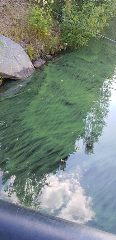 Utajärven allas (59.221.1.001)-Järvikylä-ObsALG-201907211057-31.jpg