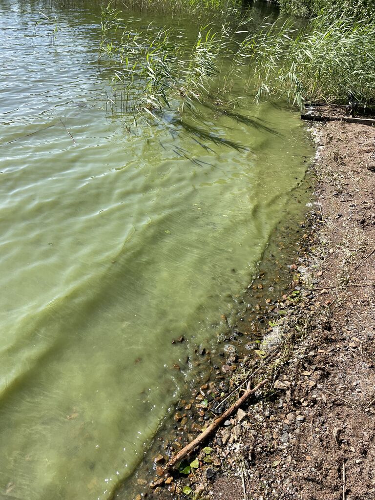 Alasenjärvi 27.6.2023.JPG