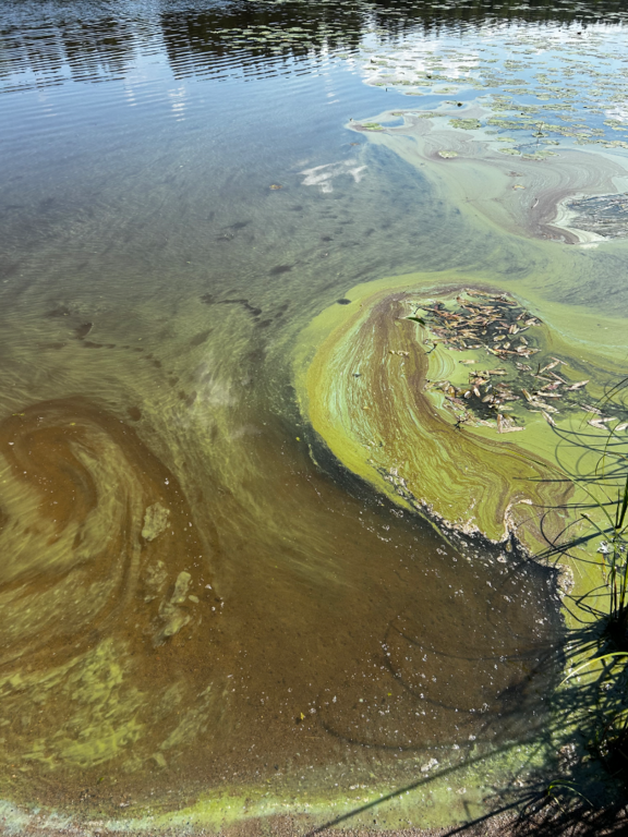 Haapajärvi (04.522.1.001)-Siikalahti uimarants-ObsIMG-202507231654-6880ea8642b87.png