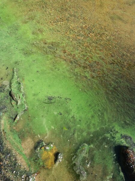 Tiedosto:Haukivesi (Saimaa) (04.211.1.001)-Harjulanniemi-ObsIMG-201807041627-44.jpg