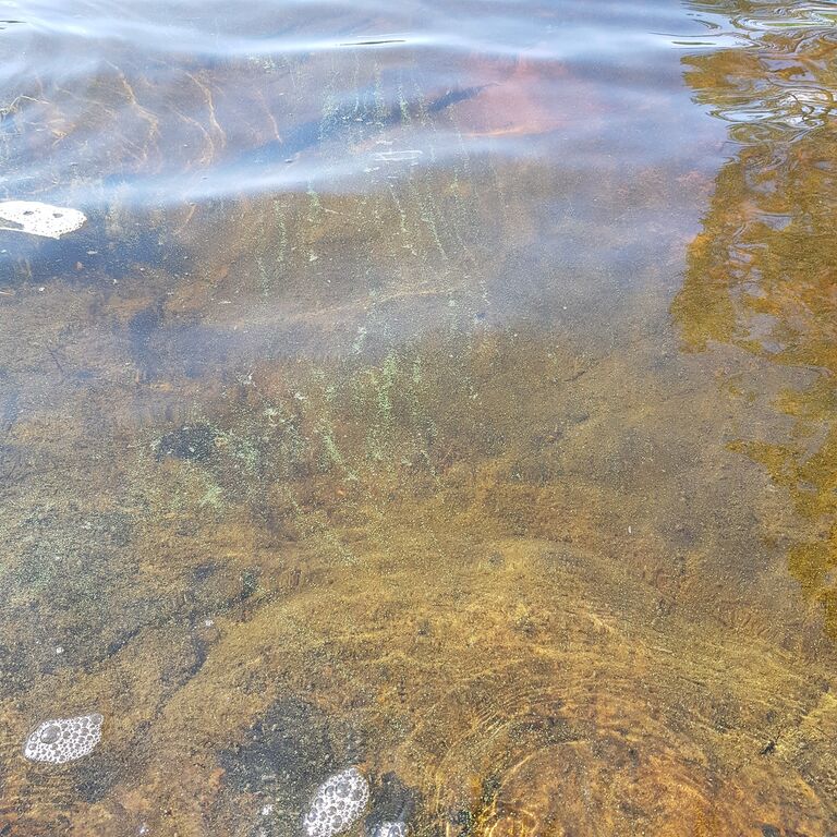 Haukivesi (Saimaa) (04.211.1.001)-Vattulahti-ObsIMG-202006251713-76.jpg