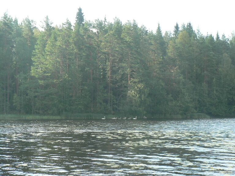 Joutsenpoikue Kapustalahdessa.JPG