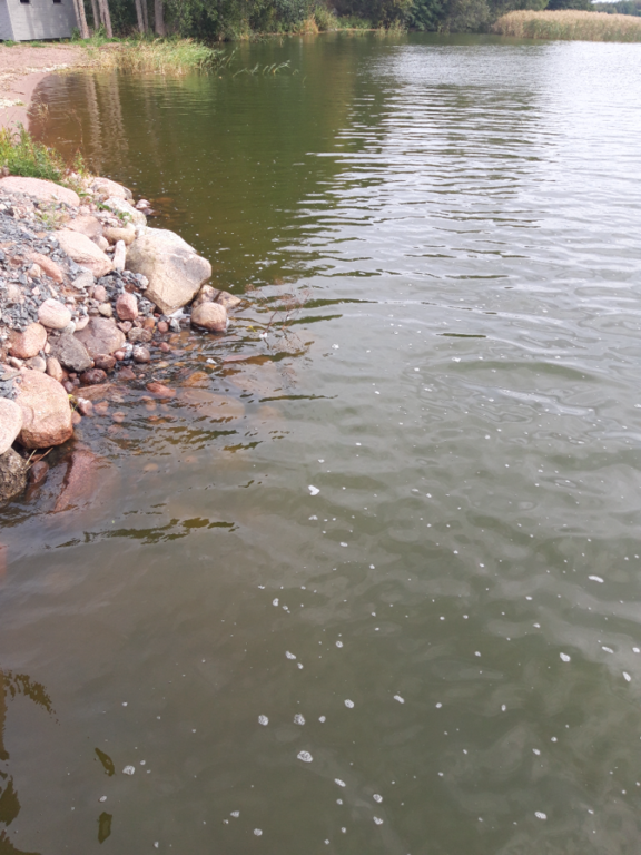 Köyliönjärvi (34.054.1.001)-Valtakunnallinen sinileväseuranta (Yttilän Otta)-ObsALG-202309131506-6501a8becf9f6.png