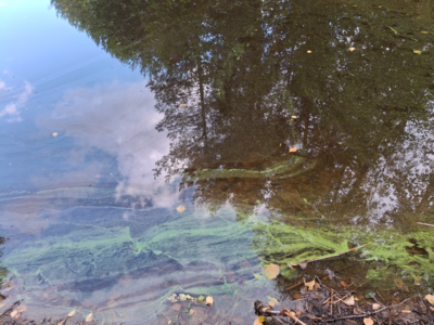 Kallavesi (yhd.)-Rotarien sinileväseuranta (Puutossalmi)-ObsALG-202509101612-1757510002831.png