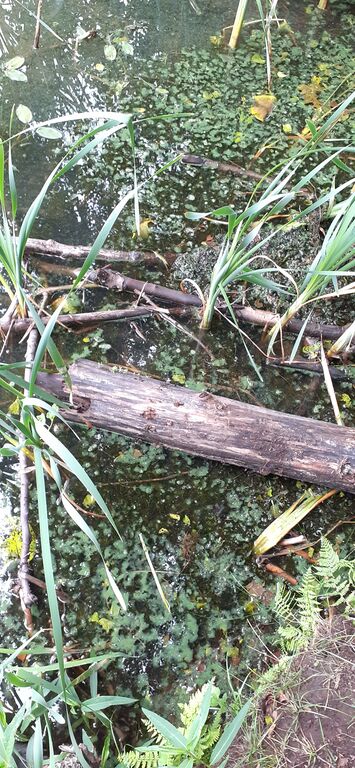 Kirkkojärvi (35.713.1.022)-Valtakunnallinen sinileväseuranta-ObsALG-202006300825-24.jpg