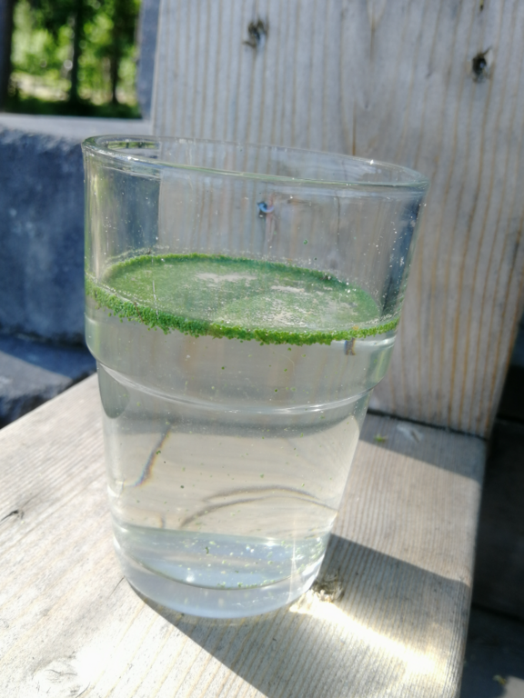 Päijänne (yhd.)-Pihlajakoski-ObsALG-202107021614-60df133a6069e.png