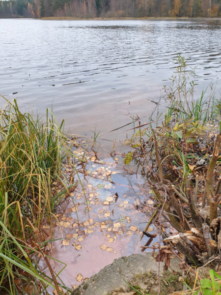 Tiedosto:Urpolanlampi (04.152.1.001)-Uusi hulevesiputki-ObsIMG-202410210907-671668d25e294.png