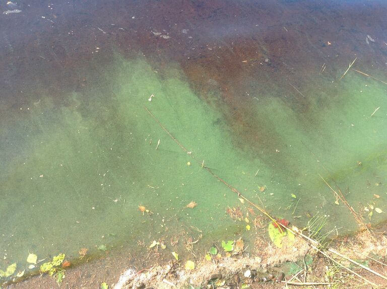 Raidonjärvi (35.889.1.004)-Helkiö-ObsALG-201906200900-19.jpg