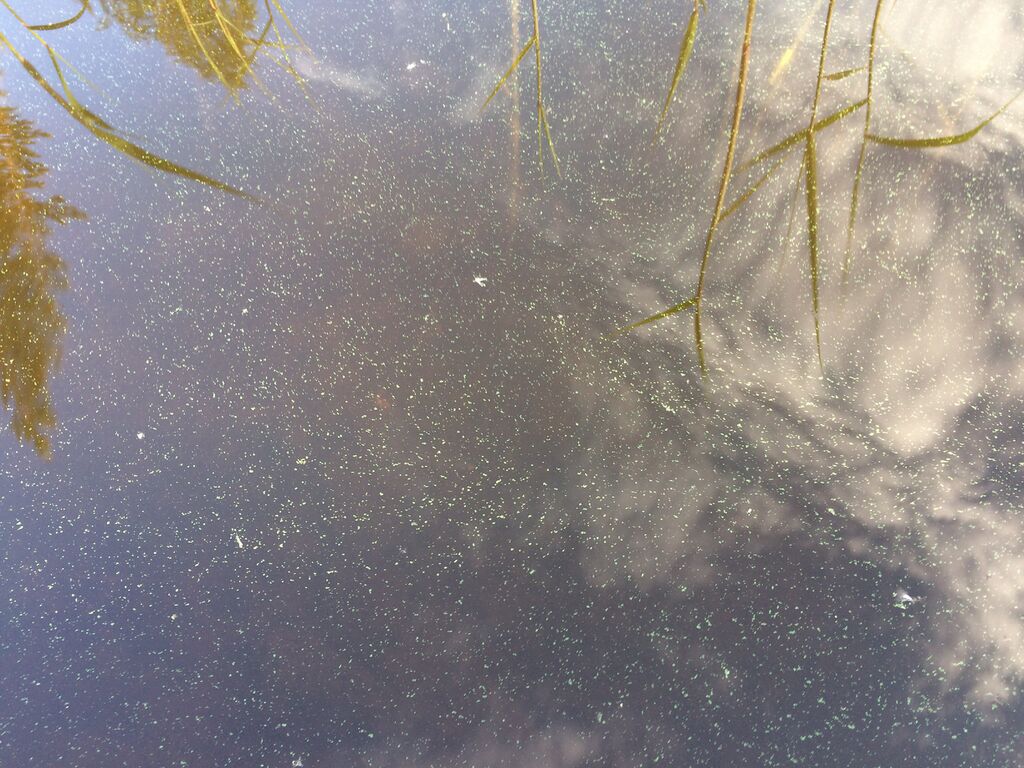 Riistaveden lähialue (04.691)-Vianvedentie-ObsIMG-201706291856-74.jpg