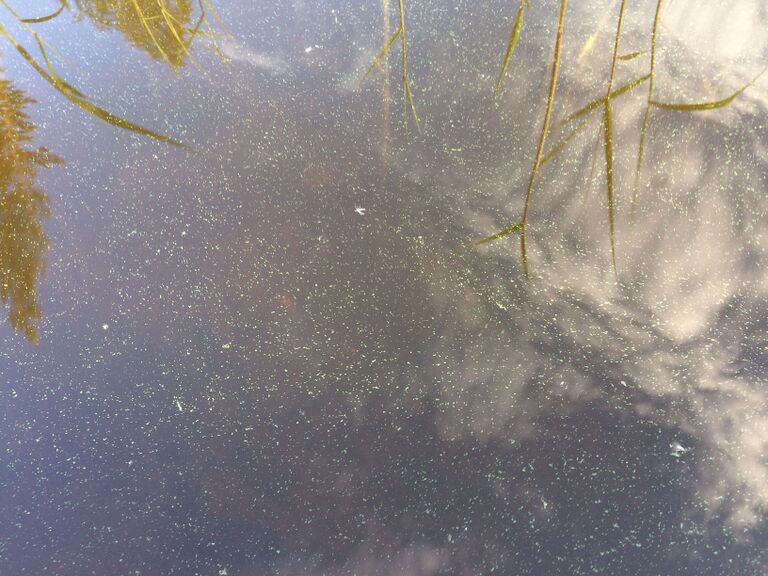 Riistaveden lähialue (04.691)-Vianvedentie-ObsIMG-201706291856-74.jpg