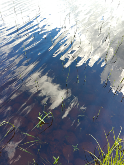 Rytinkijärvi (61.522.1.001)-Valtakunnallinen sinileväseuranta (Rytinkisalmi)-ObsIMG-202606231026-1782199653098.png