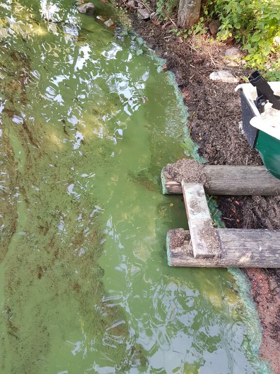 Vesijärvi (14.241.1.001)-Kärettävä, Kutajoki-ObsIMG-202006240902-0.jpg