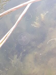 Toinen yksikö. Monien halkaisija oli arvioltaan 7-8cm.