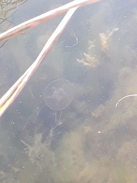 Tiedosto:Dragsfjärdin ja Västanfjärdin välisaaristo-Boviksvägen rannalla-ObsIMG-201908241007-53.jpg