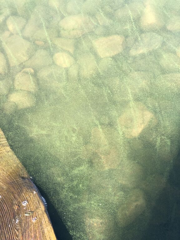 Paraisten ja Nauvon välinen vesialue-Rotarien sinileväseuranta (Lilla Ekholmen)-ObsIMG-202007130920-21.jpg