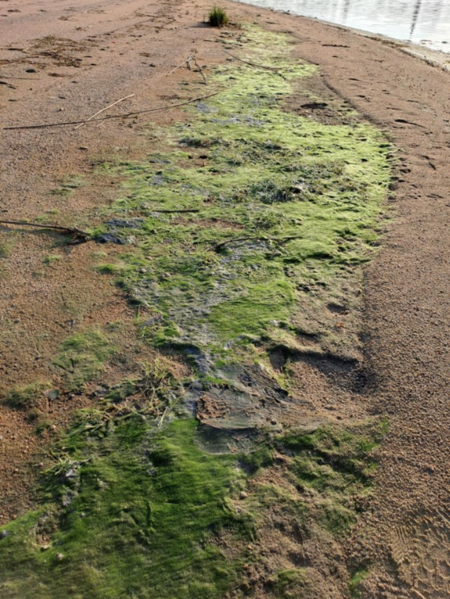 Tiedosto:Raahen edusta-Valtakunnallinen sinileväseuranta (Pikkulahti, uimaranta)-ObsALG-202409041245-66d831262d277.png