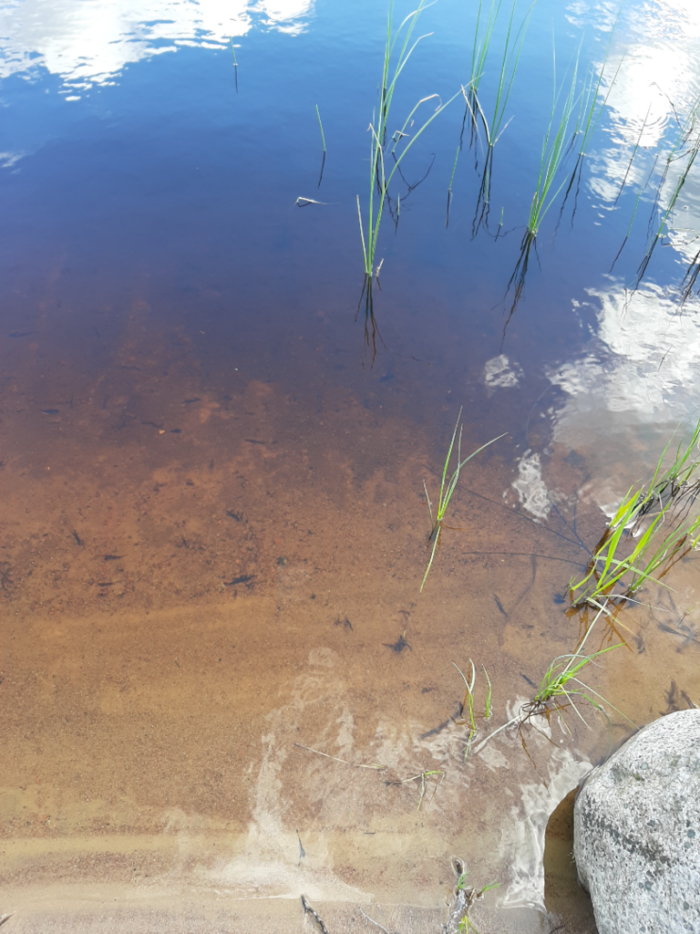 Riuttasjärvi (35.533.1.001)-Valtakunnallinen sinileväseuranta (Käenkosken lava)-ObsIMG-202506031218-1748942370214.png