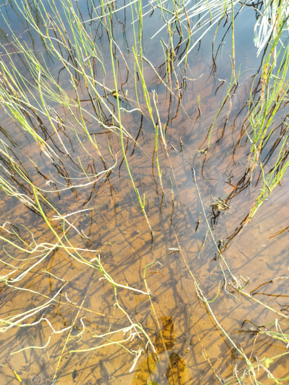 Rytinkijärvi (61.522.1.001)-Valtakunnallinen sinileväseuranta (Rytinkisalmi)-ObsIMG-202508121039-1754984418129.png