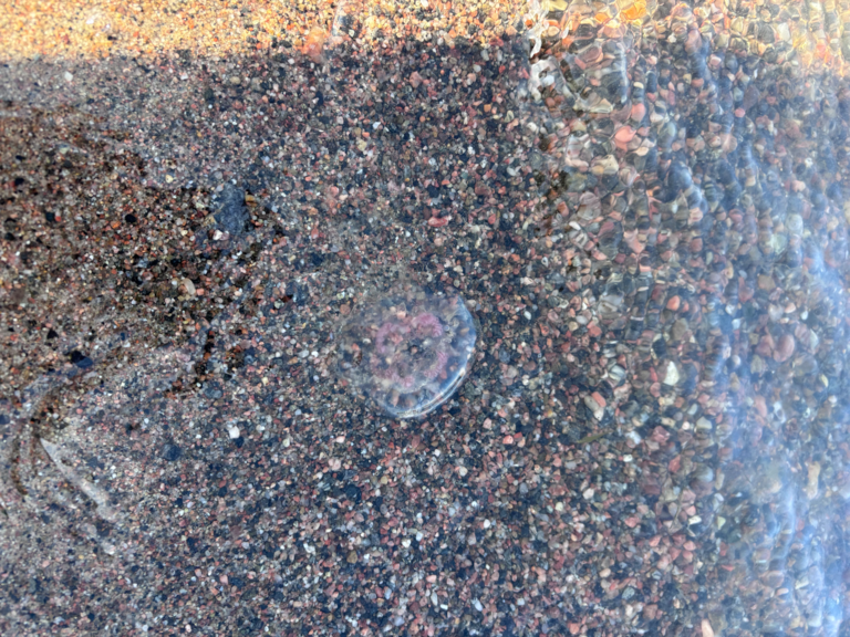 Seurasaari-Hietaniemen uimaranta-ObsIMG-202509211239-68d02af346677.png