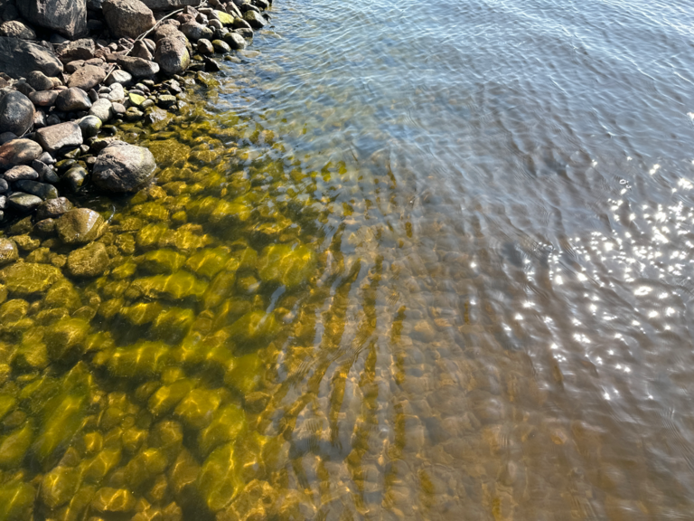 Ukonvesi (Saimaa) (04.151.1.001)-Koivukummunpolku-ObsALG-202508091033-1754724866633.png