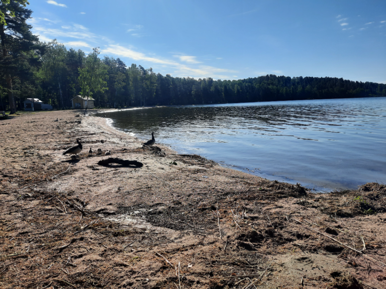 Vesijärvi (14.241.1.001)-Valtakunnallinen sinileväseuranta (pohjoisosa)-ObsIMG-202106160831-60c98d56e14bd.png