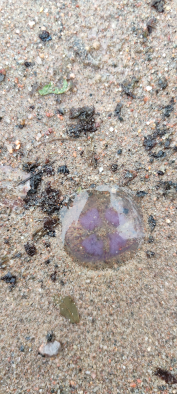 Espoonlahti-Klobbenin uimaranta-ObsJELLY-202310101400-6526f9027d238.png