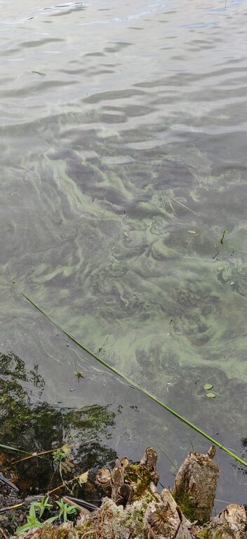 Gålisjön (81.073.1.005)-Havaintopaikka 1-ObsIMG-201906151520-60.jpg