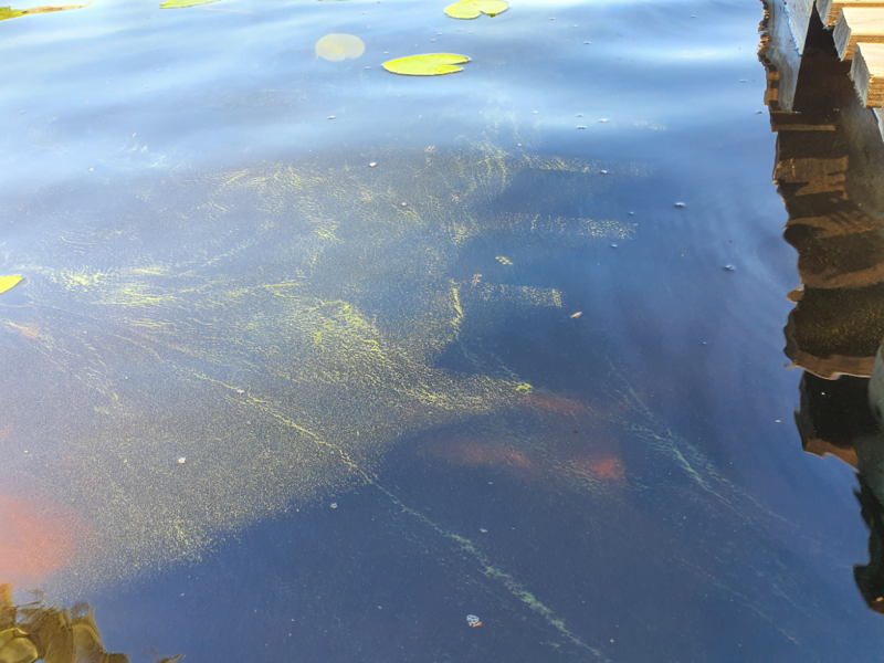 Tiedosto:Havukkalampi (01.034.1.008)-Havukkalammentie-ObsIMG-202206291750-62bc8424a7c52.png