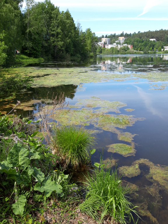 Iidesjärvi (35.214.1.001)-kilpailupaikka -ObsIMG-202206101404-62a32669f2861.png